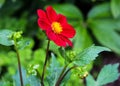 Red flower on trellises