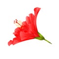 Red flower tropical plant hibiscus on a white background vintage vector illustration editabl Royalty Free Stock Photo