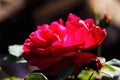 Red flower tropicana rose