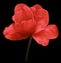 Red flower tulip on the black isolated background with clipping path. Close-up. no shadows. Shot of White Colored. Royalty Free Stock Photo