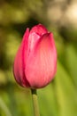 Red flower tulip close-up on a green background outdoors