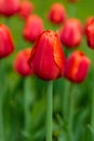 Red flower of tulip sort Annie Schilder. Royalty Free Stock Photo