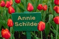 Red flower of tulip sort Annie Schilder. Royalty Free Stock Photo