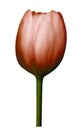 Red flower tulip on white isolated background with clipping path. Close-up. Shot of red Colored. Royalty Free Stock Photo