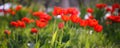 Red Flower tulips flowering in tulips garden. Nature spring season background, many greenery, flowers in sun rays, beautiful Royalty Free Stock Photo