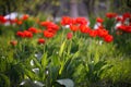 Red Flower tulips flowering in tulips garden. Nature spring season background, many greenery, flowers in sun rays, beautiful Royalty Free Stock Photo