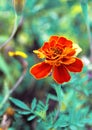 Red flower on turquoise background. Flower marigold