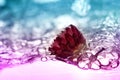 Red flower under water Royalty Free Stock Photo