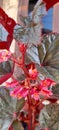 Red flower unique plant grow in the pot