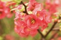 Red pink quince flowers on a unsharp background