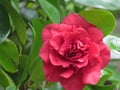 Red Flower up close Rose