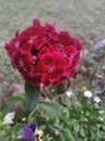 Circle shaped blooming red flower