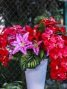 Red Flower in the Vase