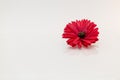 Red flower and vase with petals. Royalty Free Stock Photo