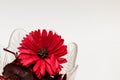 Red flower and vase with petals. Royalty Free Stock Photo