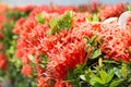 Red flower view background Royalty Free Stock Photo