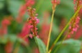 Red flower with wasp collecting pollen on bokeh background