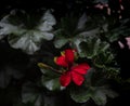 Red Flower with Leafs