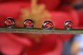 Red flower water droplets reflectiion