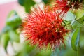 Red Flower with Water Drops Royalty Free Stock Photo