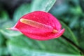 Red flower with water drops Royalty Free Stock Photo