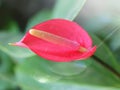 Red flower with water drops Royalty Free Stock Photo