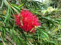 Red flower of weeping bottlebrush tree