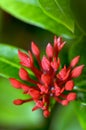 Red flower of West Indian Jasmine ( Ixora chinensis Lamk ) Royalty Free Stock Photo