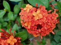 Red flower of West Indian Jasmine & x28; Ixora chinensis Lamk & x29; Royalty Free Stock Photo