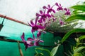 Red flower in a wet jungle during the rainy season. Royalty Free Stock Photo