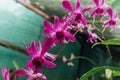 Red flower in a wet jungle during the rainy season. Royalty Free Stock Photo