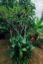 Red flower in a wet jungle during the rainy season. Royalty Free Stock Photo