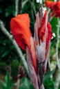 Red flower in a wet jungle during the rainy season. Royalty Free Stock Photo