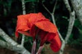 Red flower in a wet jungle during the rainy season. Royalty Free Stock Photo