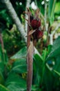 Red flower in a wet jungle during the rainy season. Royalty Free Stock Photo