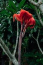 Red flower in a wet jungle during the rainy season. Royalty Free Stock Photo