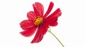 Red flower on white backdrop Royalty Free Stock Photo