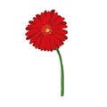 Red flower on white background. Natural elegance illustration design with blooming gerbera Royalty Free Stock Photo