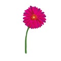 Red flower on white background. Natural elegance illustration design with blooming gerbera Royalty Free Stock Photo