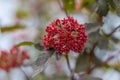 A red flower whose petals look like needles or scales. Floral background for presentation or graphic design.