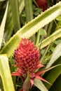 Red flower wild pineapple, Amber mountain, Madagascar Royalty Free Stock Photo