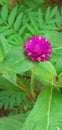 Red flower wild in plant natural Royalty Free Stock Photo