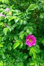 Red flower wild rose against the green Royalty Free Stock Photo