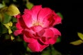 Red flower of wild rose Royalty Free Stock Photo