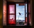 Red flower. Window to the city of Porto. Portugal.