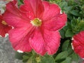 Red  flower winter India springs Royalty Free Stock Photo