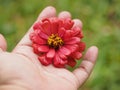 Red flower on woman hand Royalty Free Stock Photo