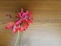 Red flower on wooden background