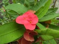 This red flower's name is Crown of thorns or eight angel.