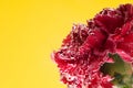 A red flower on a yellow background, under water in air bubbles. Royalty Free Stock Photo